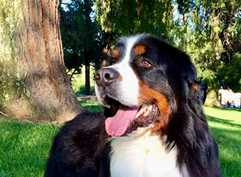 A Bernese Mountain Dog smiling in a sunny park