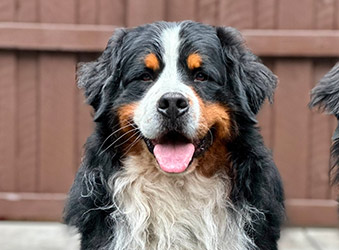 Bernese Mountain Dog portrait
