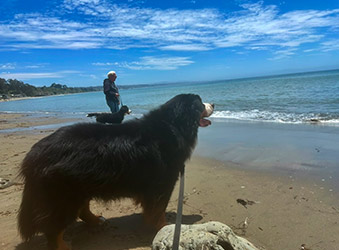 Bernese Mountain Dog portrait