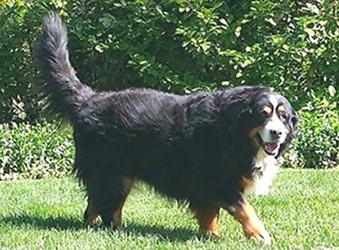 Bernese Mountain Dog portrait