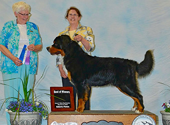 Bernese Mountain Dog portrait