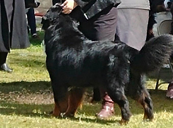 Bernese Mountain Dog at a conformation show