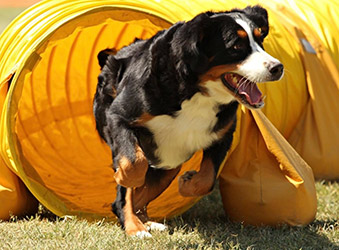 Bernese Mountain Dog portrait