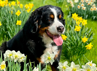 Bernese Mountain Dog portrait