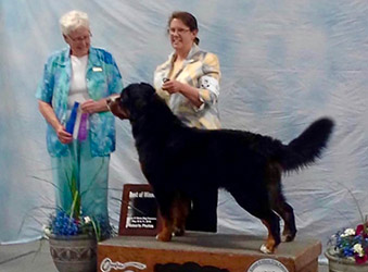 Bernese Mountain Dog portrait