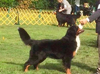 Bernese Mountain Dog portrait