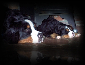 A Bernese Mountain Dog lying next to her young puppy
